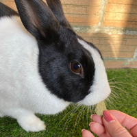 Burgess Excel Herby Hearts – Gesunde Leckerlis für Meerschweinchen & Kaninchen
