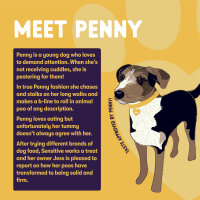 Burgess Sensitive Adult Hundefutter Truthahn – Alleinfuttermittel ab 12 Monaten 2KG