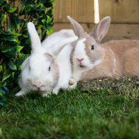 Burgess Excel Adult Hase Nuggets Minze Adult – Hochwertiges Alleinfuttermittel