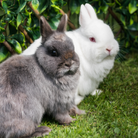 Burgess Excel Junge Kaninchen & Zwergkaninchen Nuggets mit Minze Ergänzungsfutter 1,75KG