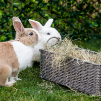 Burgess Excel Löwenzahn Ringelblume natürliches Futterheu Hasen Meerschweinchen 1kg
