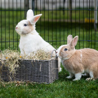 Burgess Excel langstieliges hochwertiges Timothy‑Heu für Kaninchen Hasen 1 kg