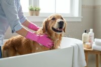 4 Animals Pflegehandsschuh für Hunde Katzen Fellpflegehandschuh Onesize mit Noppen